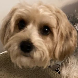 Meet your Posher, Dawn